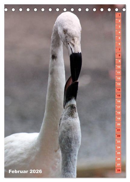 Produktbild: Rosarote Flamingo (Tischkalender 2026 DIN A5 hoch), CALVENDO Monatskalender