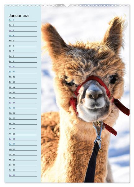 Produktbild: Alpakas zum Knuddeln gerne (hochwertiger Premium Wandkalender 2026 DIN A2 hoch), Kunstdruck in Hochglanz
