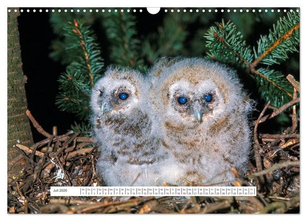 Produktbild: Das Leben der Eulen, die Damen der Nacht (Wandkalender 2026 DIN A3 quer), CALVENDO Monatskalender