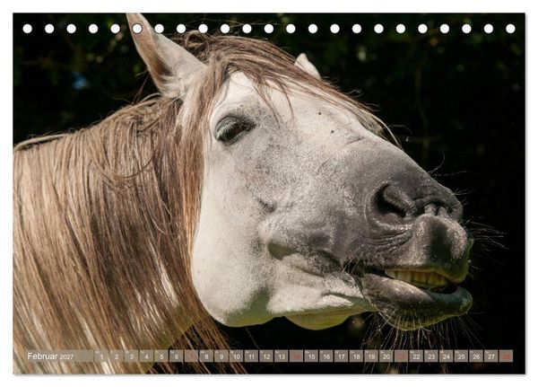 Produktbild: Das Lachen der Pferde - Lustige Gesichter (Tischkalender 2027 DIN A5 quer), CALVENDO Monatskalender