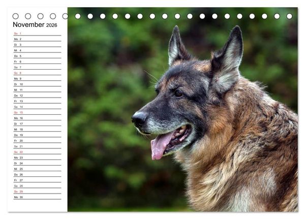 Produktbild: Deutsche Sch&auml;ferhunde - Liebenswerte Graunasen (Tischkalender 2026 DIN A5 quer), CALVENDO Monatskalender