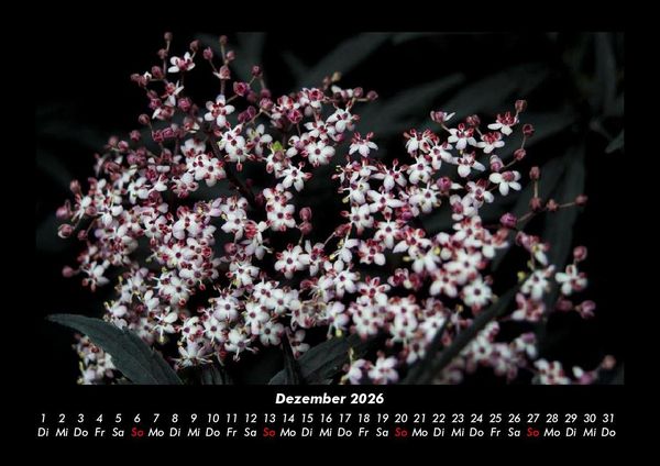 Produktbild: Blumenzauber 2026 Fotokalender DIN A3