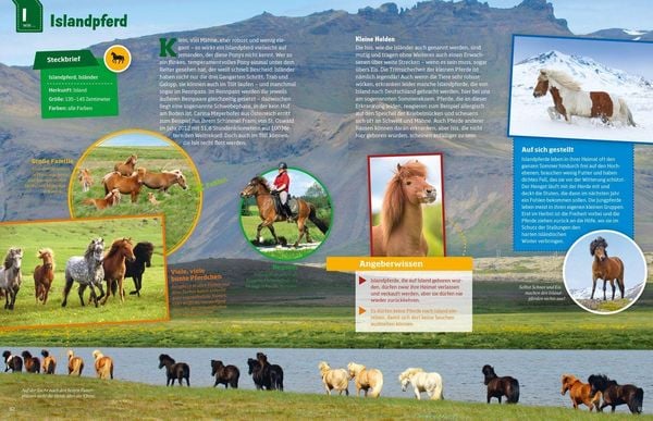 Produktbild: WAS IST WAS Pferde und Ponys
