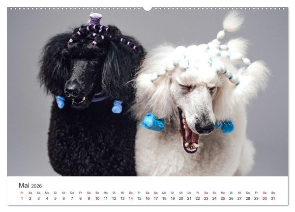 Produktbild: Pudel - Die flauschigen Lockenk&ouml;pfe. (Wandkalender 2026 DIN A2 quer), CALVENDO Monatskalender