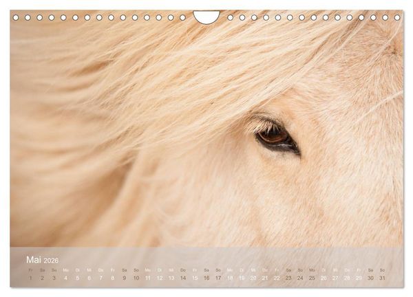 Produktbild: Islandpferde - Stolz und Stark durch Sommer und Winter (Wandkalender 2026 DIN A4 quer), CALVENDO Monatskalender