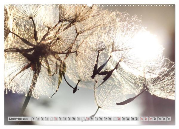 Produktbild: PusteblumenZauber (hochwertiger Premium Wandkalender 2026 DIN A2 quer), Kunstdruck in Hochglanz