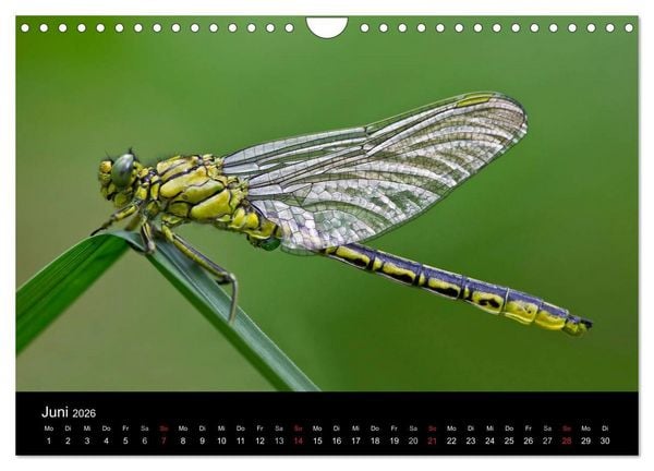 Produktbild: Libellen im Ried (Wandkalender 2026 DIN A4 quer), CALVENDO Monatskalender