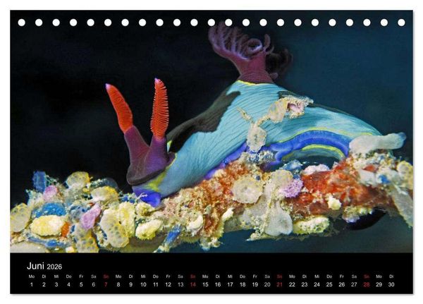 Produktbild: Unterwasserwelt Nacktschnecken (Tischkalender 2026 DIN A5 quer), CALVENDO Monatskalender