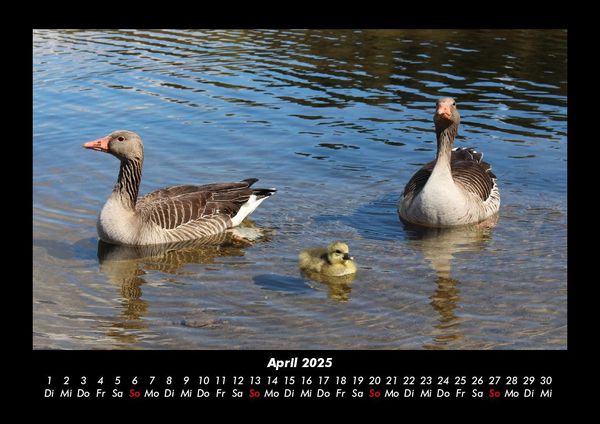 Produktbild: Enten 2025 Fotokalender DIN A3