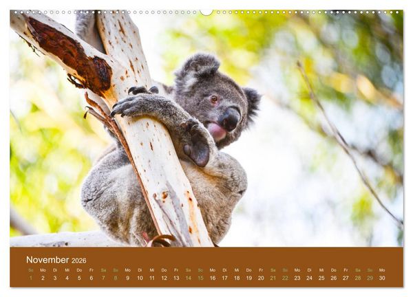 Produktbild: Koalas, putzige Gesellen (Wandkalender 2026 DIN A2 quer), CALVENDO Monatskalender
