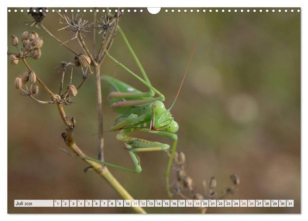 Produktbild: INSEKTEN GANZ NAHE (Wandkalender 2026 DIN A3 quer), CALVENDO Monatskalender