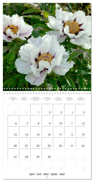 Produktbild: Peonies as painted (Wall Calendar 2026 12 &times; 12 Inch) CALVENDO 12 Month Wall Calendar