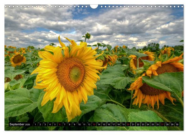 Produktbild: Zeit f&uuml;r Sonnenblumen (Wandkalender 2026 DIN A3 quer), CALVENDO Monatskalender