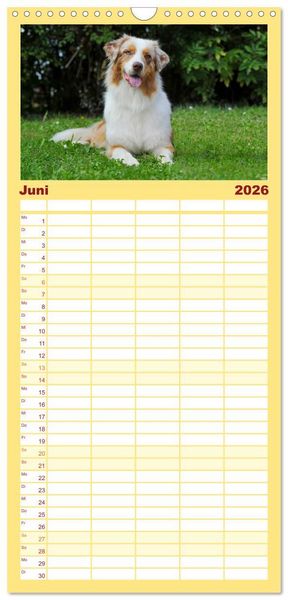 Produktbild: Familienplaner 2026 - Bekannt wie ein bunter Hund. Australian Shepherd mit 5 Spalten (Wandkalender, 21 x 45 cm) CALVENDO