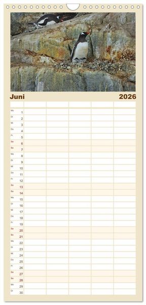 Produktbild: Familienplaner 2026 - Im Reich der Pinguine mit 5 Spalten (Wandkalender, 21 x 45 cm) CALVENDO