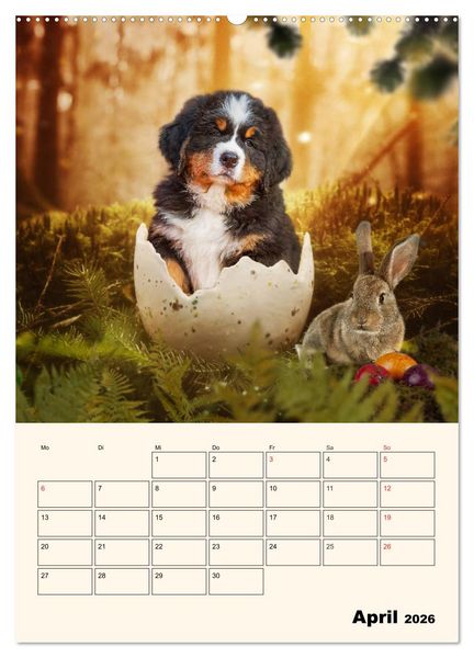 Produktbild: Traumhaft sch&ouml;n - Der Berner Sennenhund (Wandkalender 2026 DIN A2 hoch), CALVENDO Monatskalender