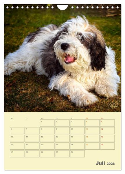 Produktbild: PON-Welpen - jeder Tag ein gro&szlig;es Abenteuer / Planer (Wandkalender 2026 DIN A4 hoch), CALVENDO Monatskalender