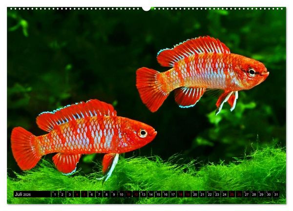 Produktbild: Beliebte Fische der Welt (Wandkalender 2026 DIN A2 quer), CALVENDO Monatskalender