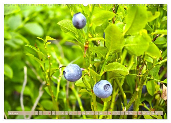 Produktbild: Schweden im Sommer (Wandkalender 2026 DIN A2 quer), CALVENDO Monatskalender