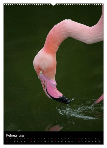 Produktbild: Flamingos - Eleganz in Rot und Rosa (Wandkalender 2026 DIN A2 hoch), CALVENDO Monatskalender