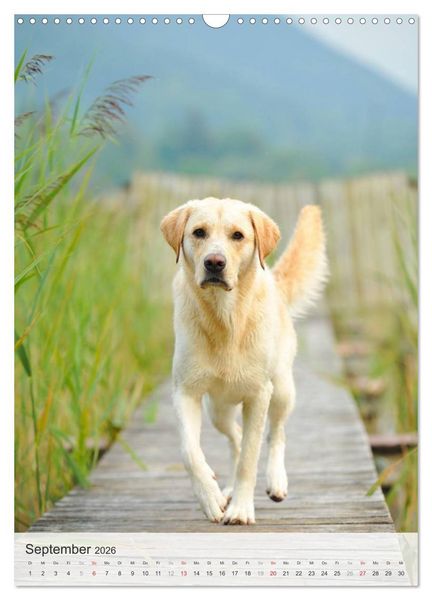Produktbild: Hundepers&ouml;nlichkeiten (Wandkalender 2026 DIN A3 hoch), CALVENDO Monatskalender