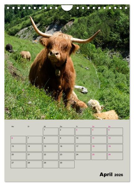 Produktbild: Kuhportraits Hornk&uuml;he (Wandkalender 2026 DIN A4 hoch), CALVENDO Monatskalender