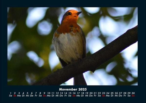 Produktbild: V&ouml;gel 2025 Fotokalender DIN A4