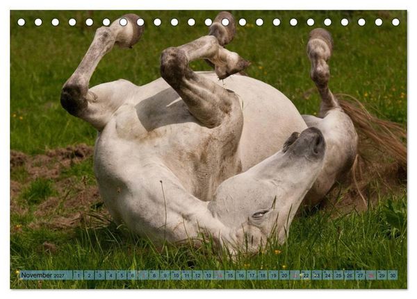 Produktbild: Lustiger Schimmel - ein Pferd mit Humor (Tischkalender 2027 DIN A5 quer), CALVENDO Monatskalender