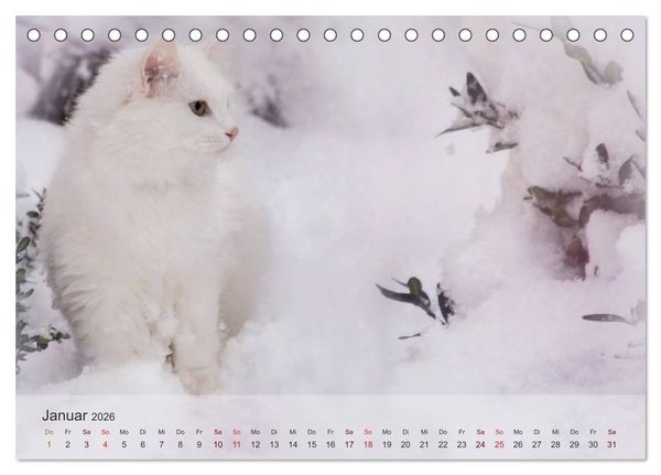Produktbild: Katzen 2026 Bezaubernde Samtpfoten (Tischkalender 2026 DIN A5 quer), CALVENDO Monatskalender