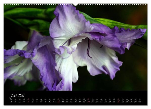Produktbild: Soul-Jazz - Visuelle Musik der Blumen (Wandkalender 2026 DIN A2 quer), CALVENDO Monatskalender