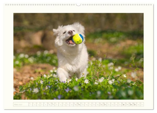 Produktbild: Kleine Islandhunde entdecken die Welt (hochwertiger Premium Wandkalender 2027 DIN A2 quer), Kunstdruck in Hochglanz