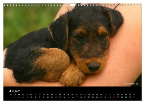 Produktbild: Airedale Terrier Welpen (Wandkalender 2026 DIN A3 quer), CALVENDO Monatskalender