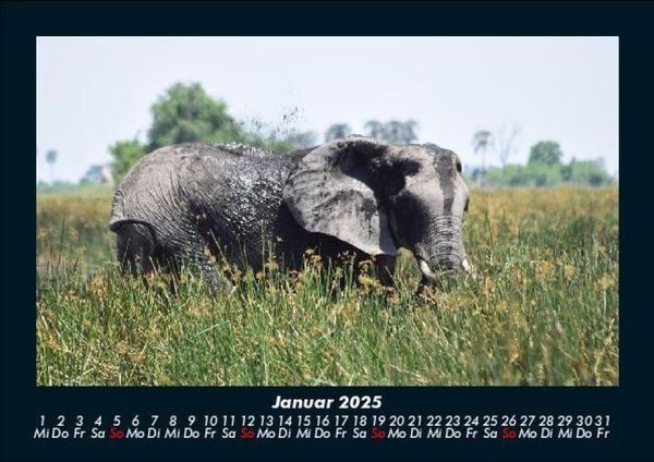 Produktbild: Der Elefantenkalender 2025 Fotokalender DIN A5