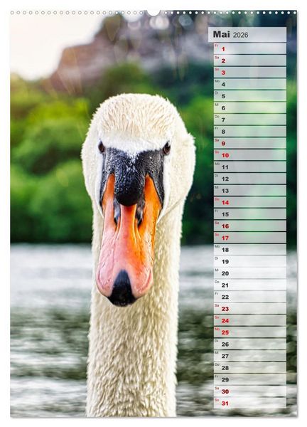 Produktbild: Stolze Schw&auml;ne (Wandkalender 2026 DIN A2 hoch), CALVENDO Monatskalender