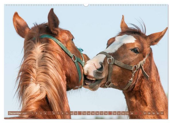 Produktbild: Das Lachen der Pferde - Lustige Gesichter (hochwertiger Premium Wandkalender 2027 DIN A2 quer), Kunstdruck in Hochglanz