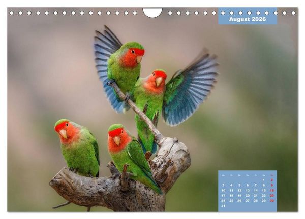Produktbild: Papageien - Frech, sch&ouml;n und schlau (Wandkalender 2026 DIN A4 quer), CALVENDO Monatskalender