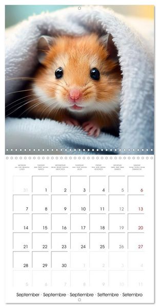 Produktbild: Sweet HAMSTERS (Wall Calendar 2026 12 &times; 12 Inch) CALVENDO 12 Month Wall Calendar