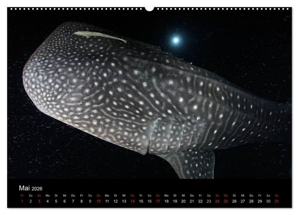 Produktbild: Magische Unterwasserwelten (Wandkalender 2026 DIN A2 quer), CALVENDO Monatskalender
