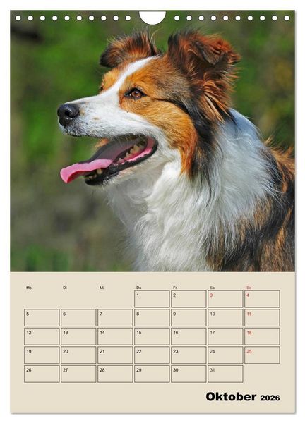 Produktbild: Border Collie - Ein Familienplaner (Wandkalender 2026 DIN A4 hoch), CALVENDO Monatskalender