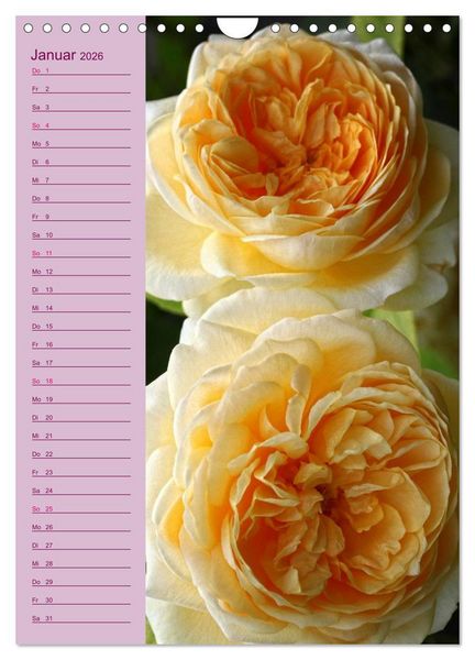 Produktbild: Rosen Symphonie (Wandkalender 2026 DIN A4 hoch), CALVENDO Monatskalender