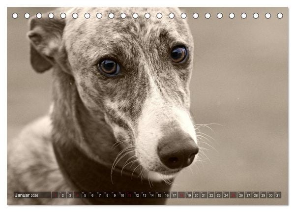 Produktbild: Galgo eye-catcher (Tischkalender 2026 DIN A5 quer), CALVENDO Monatskalender