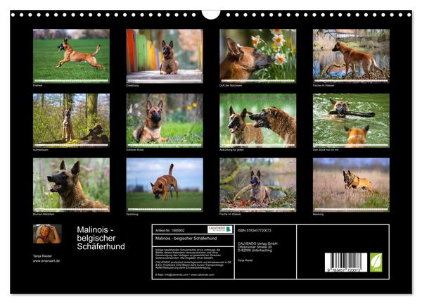 Produktbild: Malinois - belgischer Sch&auml;ferhund (Wandkalender 2026 DIN A3 quer), CALVENDO Monatskalender