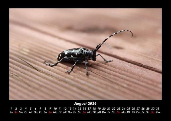 Produktbild: Waldbewohner 2026 Fotokalender DIN A3