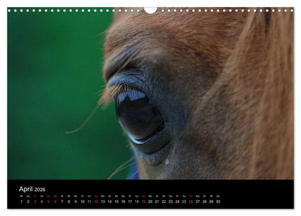 Produktbild: Pferdekalender (Wandkalender 2026 DIN A3 quer), CALVENDO Monatskalender