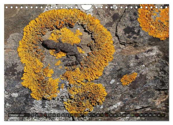Produktbild: Krustenflechten - Pioniere auf Fels (Wandkalender 2026 DIN A4 quer), CALVENDO Monatskalender