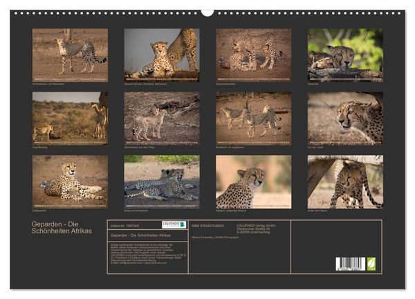 Produktbild: Geparden - Die Sch&ouml;nheiten Afrikas (Wandkalender 2026 DIN A2 quer), CALVENDO Monatskalender