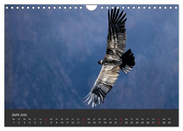 Produktbild: Peru 2026 Im Land des Kondors (Wandkalender 2026 DIN A4 quer), CALVENDO Monatskalender
