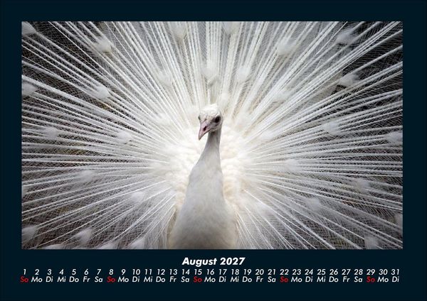Produktbild: V&ouml;gel 2027 Fotokalender DIN A4