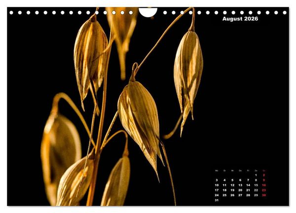 Produktbild: Der Natur auf der Spur - Makro-Fotografien der besonderen Art (Wandkalender 2026 DIN A4 quer), CALVENDO Monatskalender