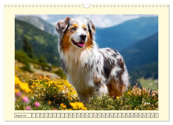 Produktbild: Australian Shepherd. Wanderfreude auf Pfoten im Bergsommer (Wandkalender 2026 DIN A3 quer), CALVENDO Monatskalender